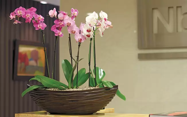 Орхидеи в дизайне офисного интерьера